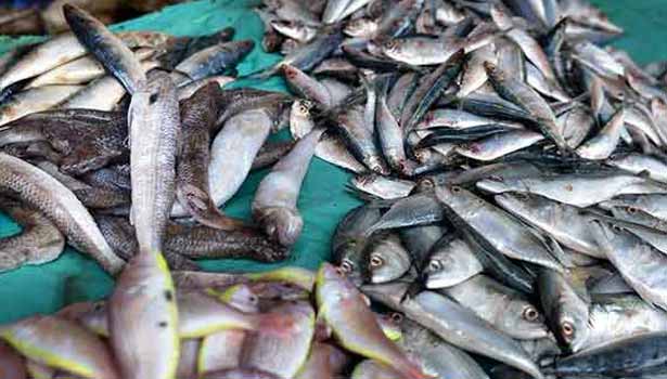 kallakurichi.news - 202103091119073569 Tamil News Tamil News microplastics in 80 percent fish caught in SECVPF