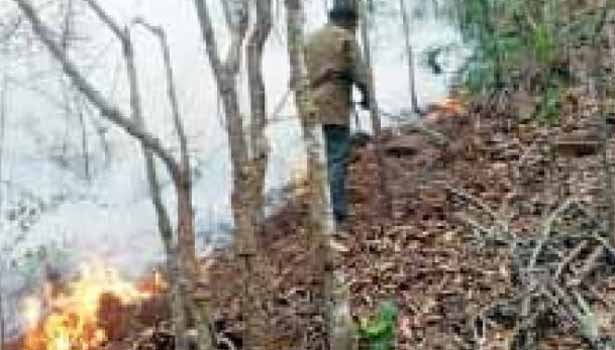 kallakurichi.news - 202103191402167286 Tamil News Tamil News tirupati seshachalam forest destroyed by fire SECVPF